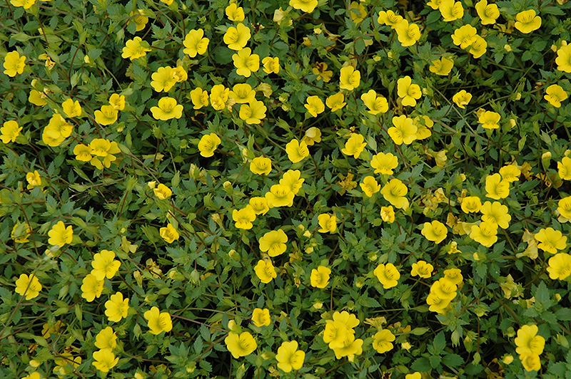 Magic Carpet Yellow Mecardonia (Mecardonia 'Magic Carpet Yellow') at Plants Unlimited