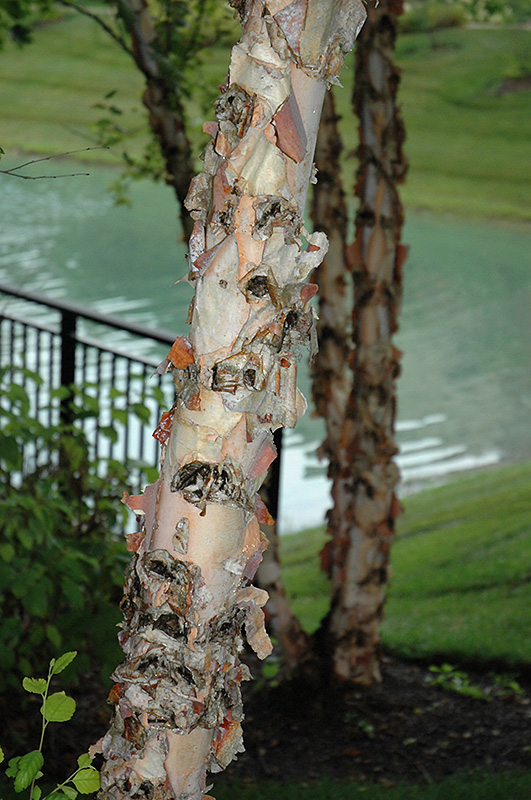 River Birch (Betula nigra) at Plants Unlimited