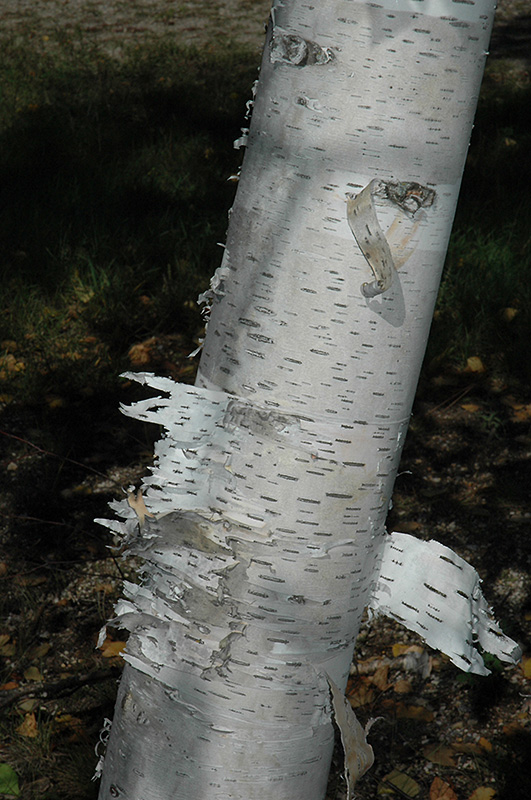 Paper Birch (Betula papyrifera) at Plants Unlimited