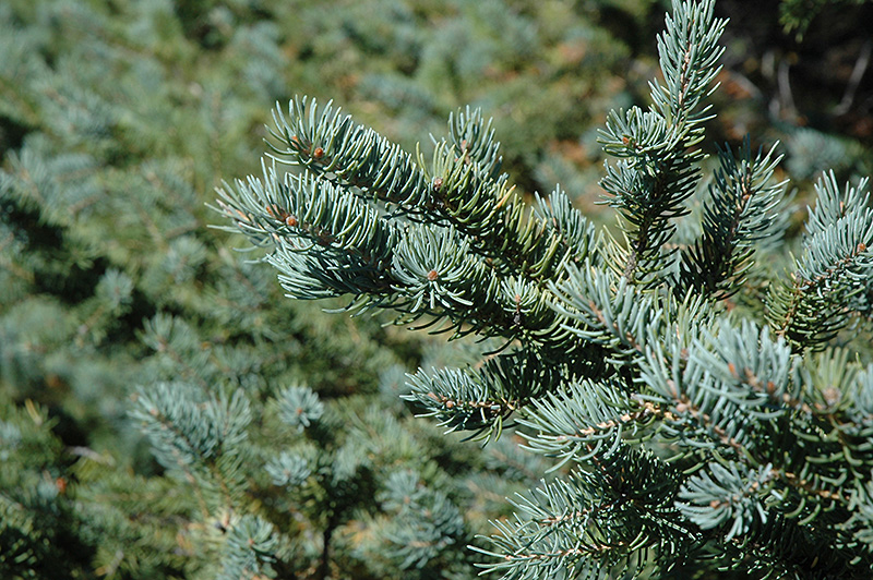 White Spruce (Picea glauca) at Plants Unlimited