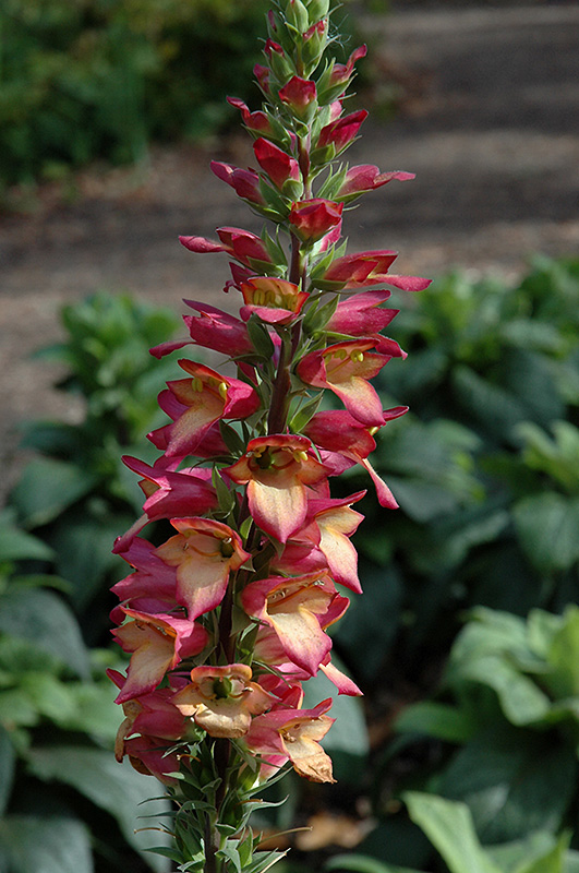 Illumination Flame Tender Foxglove (Digiplexis 'Flame') at Plants Unlimited