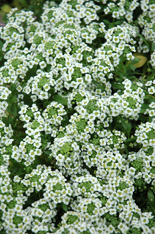 Clear Crystal White Sweet Alyssum (Lobularia maritima 'Clear Crystal White') at Plants Unlimited