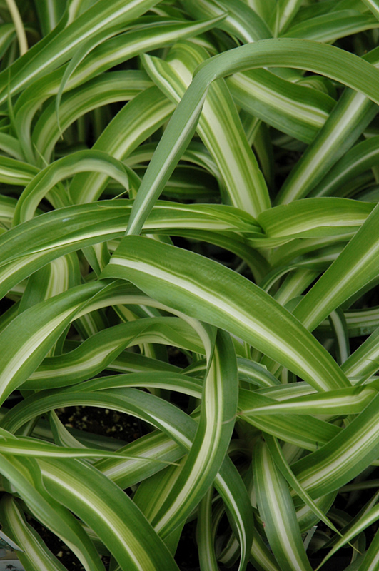 Variegated Spider Plant (Chlorophytum comosum 'Variegatum') at Plants Unlimited