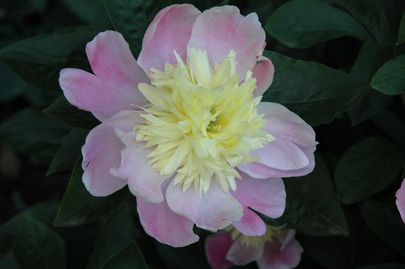 Butter Bowl Peony (Paeonia 'Butter Bowl') at Plants Unlimited