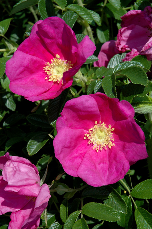 Raspberry Rugostar Rose (Rosa 'Meitozaure') at Plants Unlimited