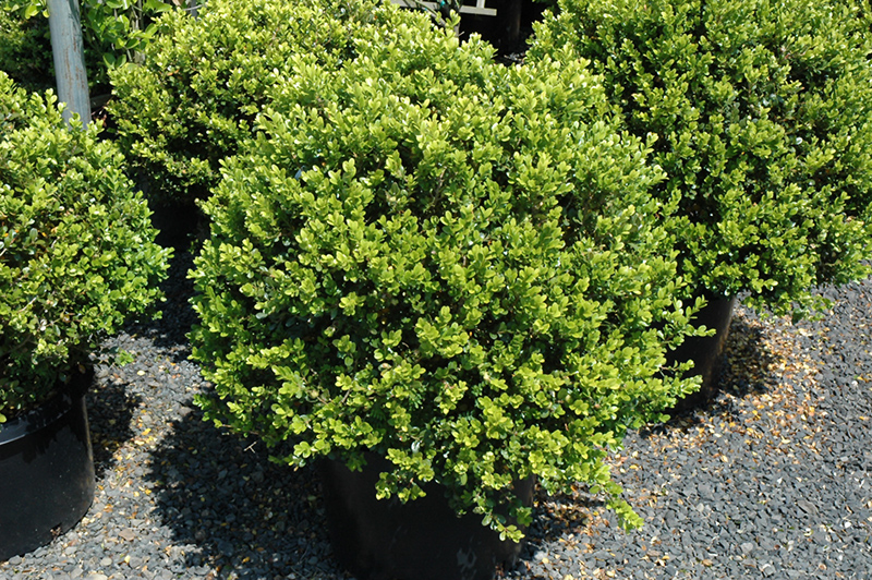 Green Beauty Boxwood (globe form) (Buxus 'Green Beauty (globe)') at Plants Unlimited