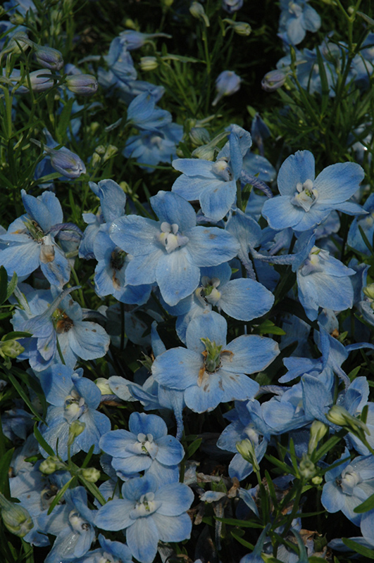 Summer Blues Delphinium (Delphinium grandiflorum 'Summer Blues') at Plants Unlimited