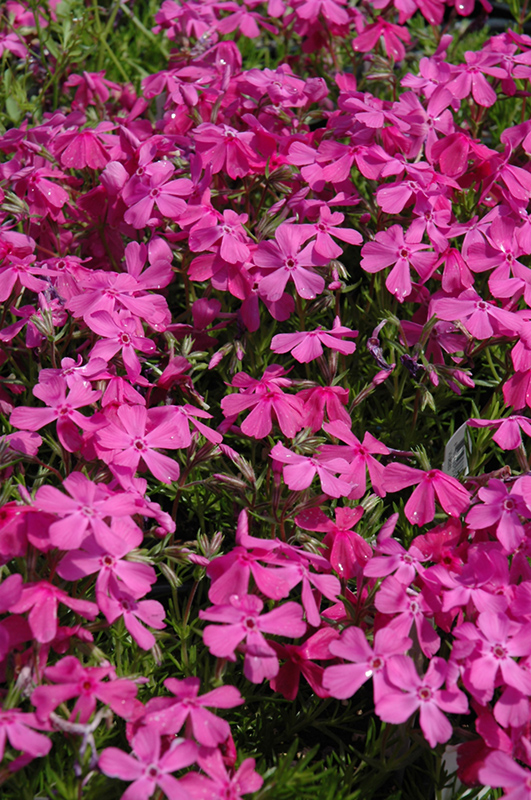 Drummond's Pink Moss Phlox (Phlox subulata 'Drummond's Pink') at Plants Unlimited