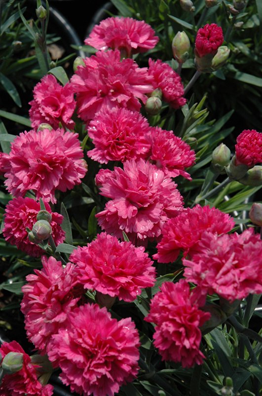 Early Bird Sherbet Pinks (Dianthus 'Wp08 Nik03') at Plants Unlimited
