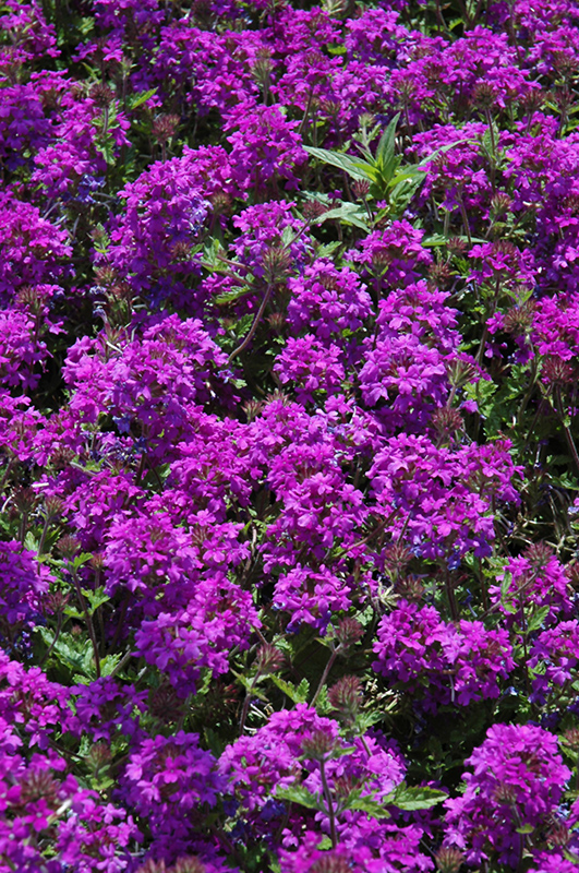 Homestead Purple Verbena (Verbena 'Homestead Purple') at Plants Unlimited