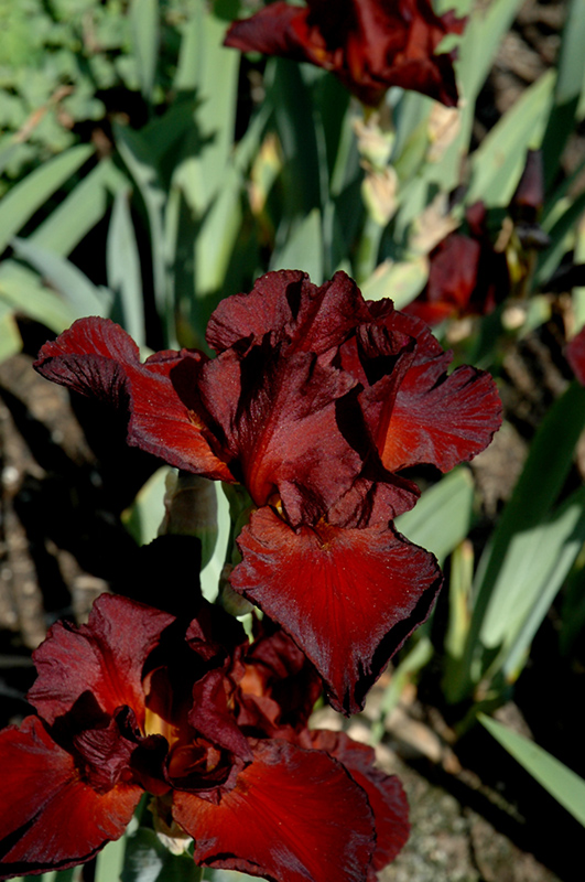 Spartan Iris (Iris 'Spartan') at Plants Unlimited