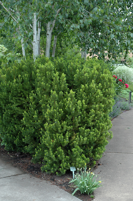 Hicks Yew (Taxus x media 'Hicksii') at Plants Unlimited