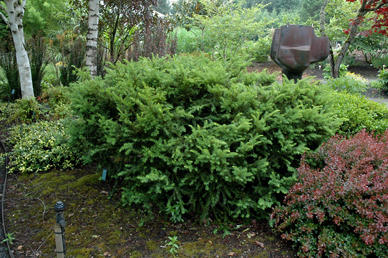 Taunton's Yew (Taxus x media 'Tauntonii') at Plants Unlimited