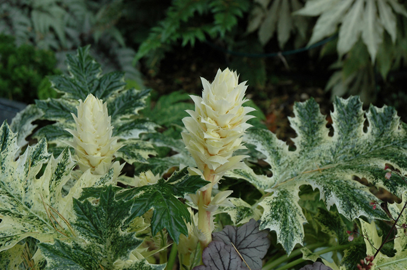 Whitewater Acanthus (Acanthus 'Whitewater') at Plants Unlimited