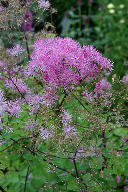 Black Stockings Meadow Rue (Thalictrum 'Black Stockings') at Plants Unlimited