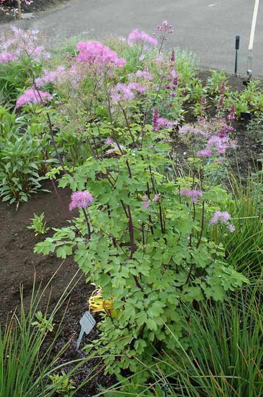 Black Stockings Meadow Rue (Thalictrum 'Black Stockings') at Plants Unlimited