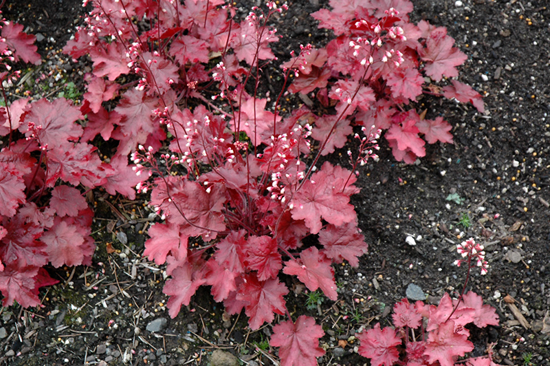 Fire Chief Coral Bells (Heuchera 'Fire Chief') at Plants Unlimited