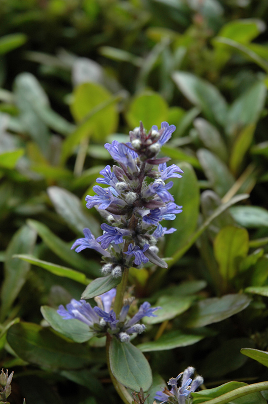 Blueberry Muffin Bugleweed (Ajuga reptans 'Blueberry Muffin') at Plants Unlimited