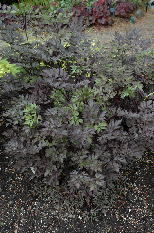 Black Negligee Bugbane (Cimicifuga racemosa 'Black Negligee') at Plants Unlimited