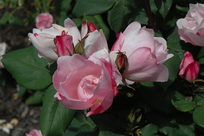 Blushing Knock Out Rose (Rosa 'Radyod') at Plants Unlimited