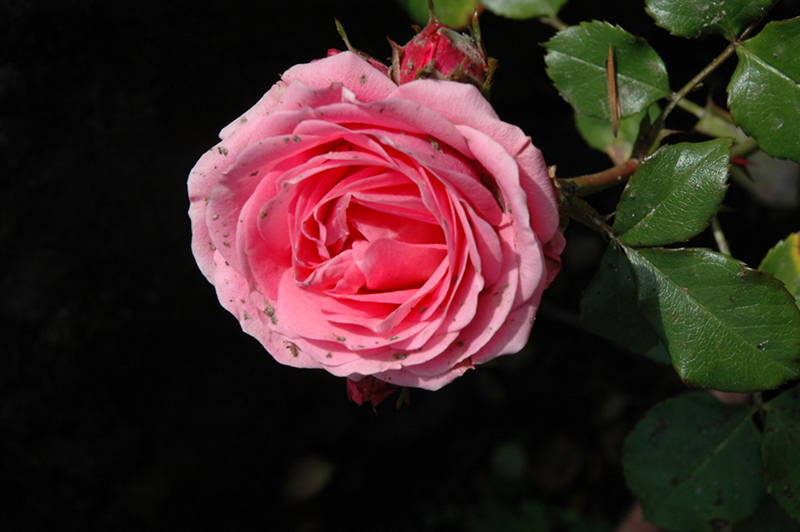Pink Sunblaze Rose (Rosa 'Meimaviron') at Plants Unlimited