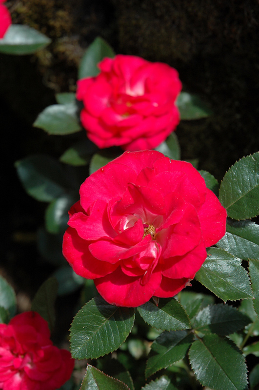 Cherry Sunblaze Rose (Rosa 'Meibekarb') at Plants Unlimited