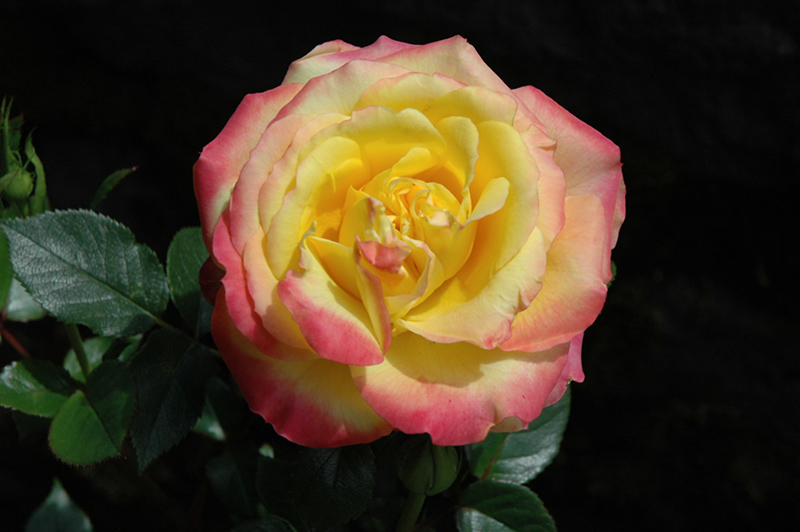 Rainbow Sunblaze Rose (Rosa 'Meigenpi') at Plants Unlimited