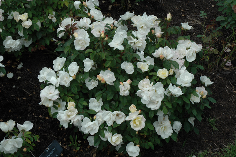 White Knock Out Rose (Rosa 'Radwhite') at Plants Unlimited