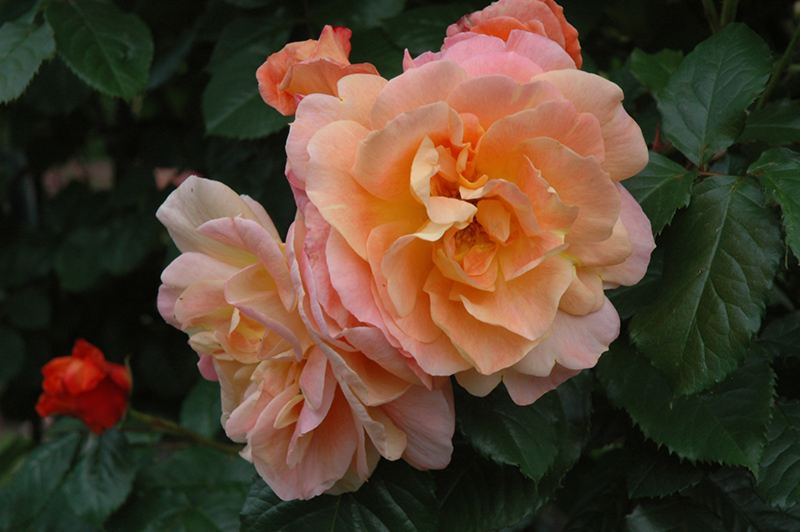 Westerland Rose (Rosa 'Westerland') at Plants Unlimited