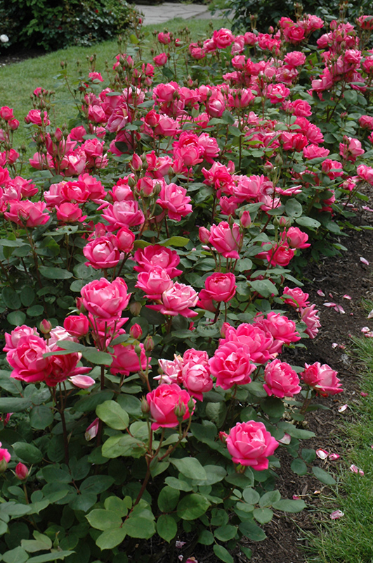 Double Knock Out Rose (Rosa 'Radtko') at Plants Unlimited