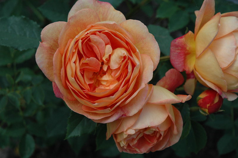 Lady Of Shalott Rose (Rosa 'Ausnyson') at Plants Unlimited