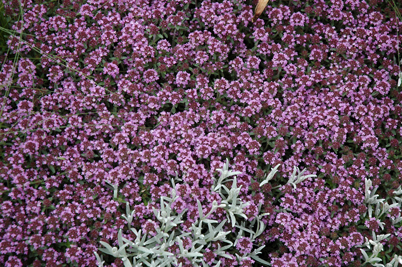 Pink Chintz Creeping Thyme (Thymus praecox 'Pink Chintz') at Plants Unlimited