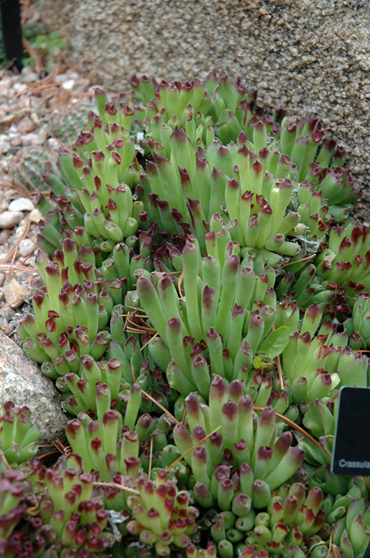 Oddity Hens And Chicks (Sempervivum 'Oddity') at Plants Unlimited