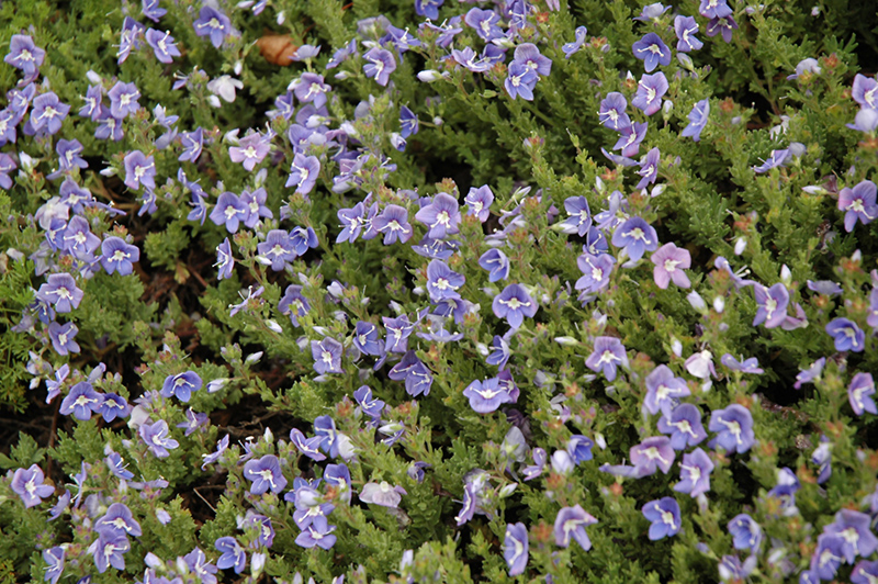 Blue Woolly Speedwell (Veronica pectinata) at Plants Unlimited