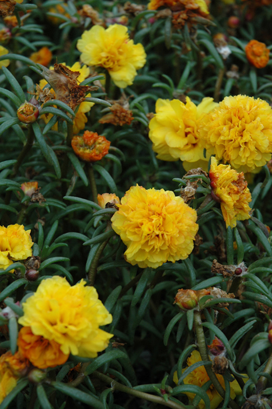 Happy Trails Yellow Portulaca (Portulaca grandiflora 'Happy Trails Yellow') at Plants Unlimited