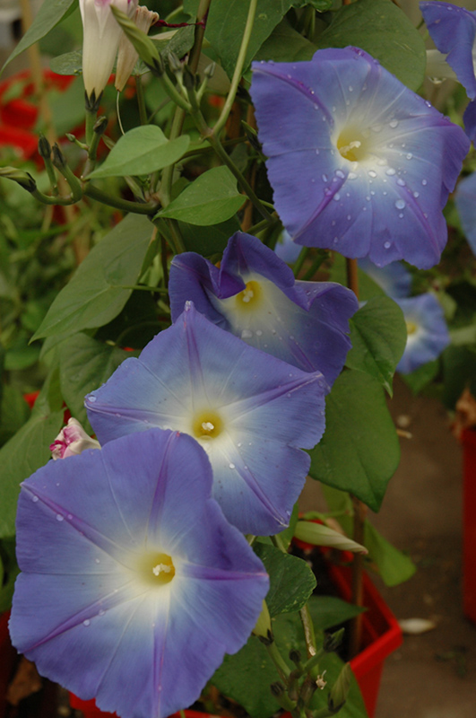 Heavenly Blue Morning Glory (Ipomoea tricolor 'Heavenly Blue') at Plants Unlimited