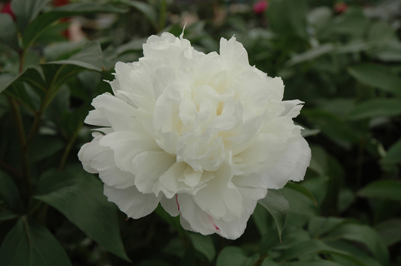 Double White Peony (Paeonia 'Double White') at Plants Unlimited
