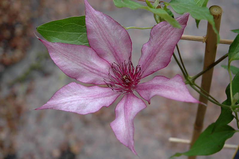 Giselle Clematis (Clematis 'Evipo051') at Plants Unlimited