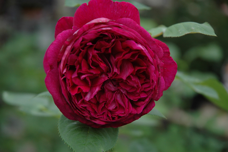 Falstaff Rose (Rosa 'Ausverse') at Plants Unlimited