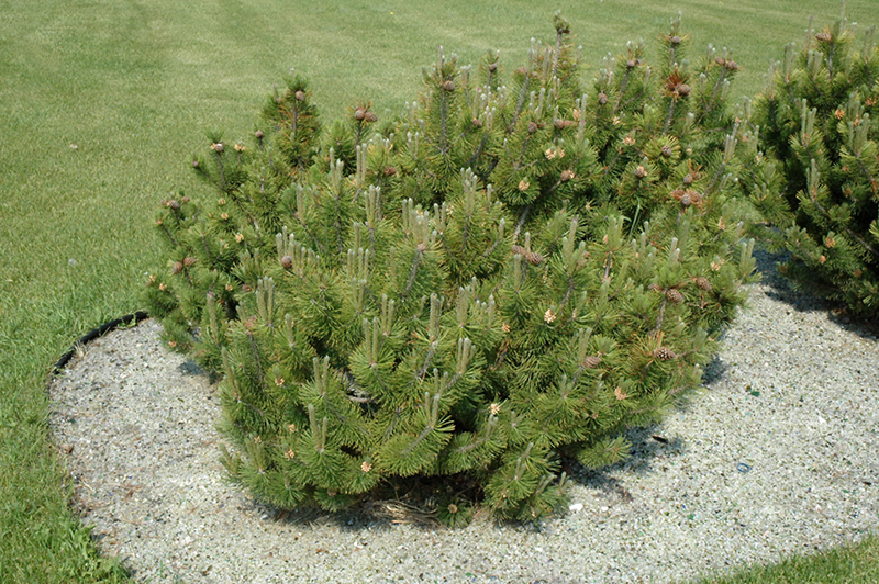 Dwarf Mugo Pine (Pinus mugo var. pumilio) at Plants Unlimited