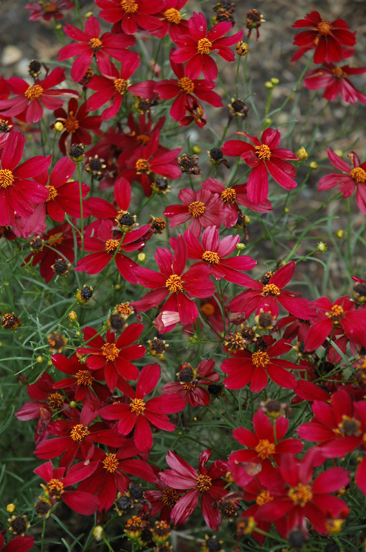 Red Satin Tickseed (Coreopsis 'Red Satin') at Plants Unlimited