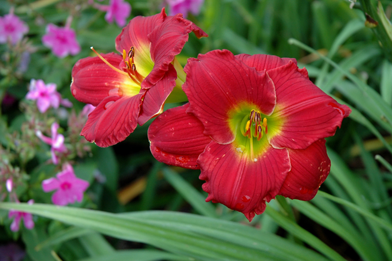 Happy Ever Appster Red Hot Returns Daylily (Hemerocallis 'Red Hot Returns') at Plants Unlimited