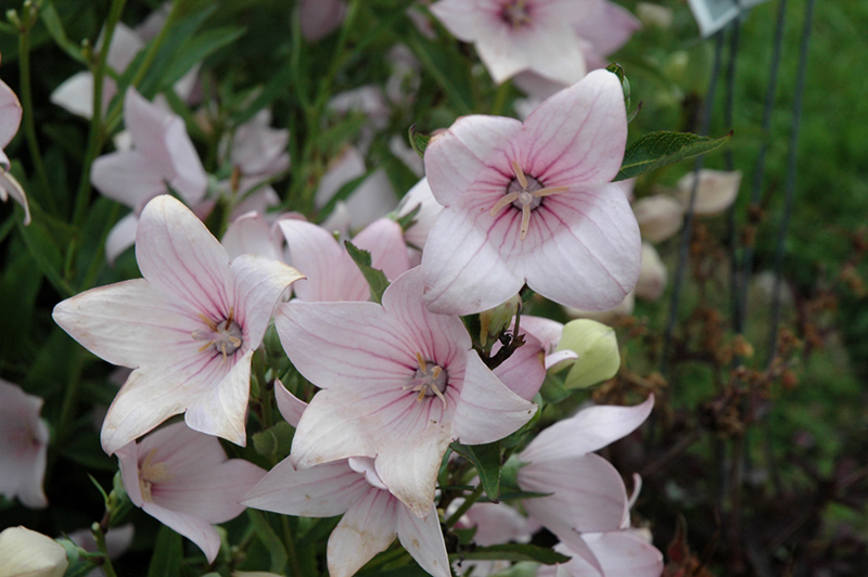 Astra Pink Balloon Flower (Platycodon grandiflorus 'Astra Pink') at Plants Unlimited