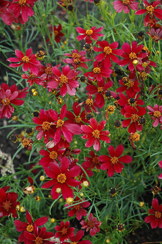 Red Satin Tickseed (Coreopsis 'Red Satin') at Plants Unlimited