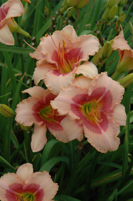 Exotic Candy Daylily (Hemerocallis 'Exotic Candy') at Plants Unlimited