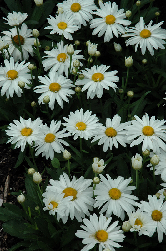 Whoops-A-Daisy Shasta Daisy (Leucanthemum x superbum 'Whoops-A-Daisy') at Plants Unlimited