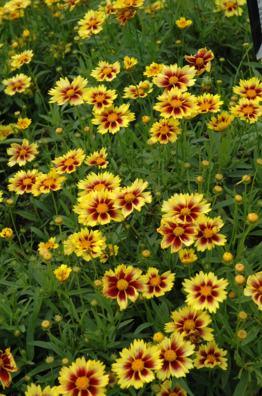 Enchanted Eve Tickseed (Coreopsis 'Enchanted Eve') at Plants Unlimited