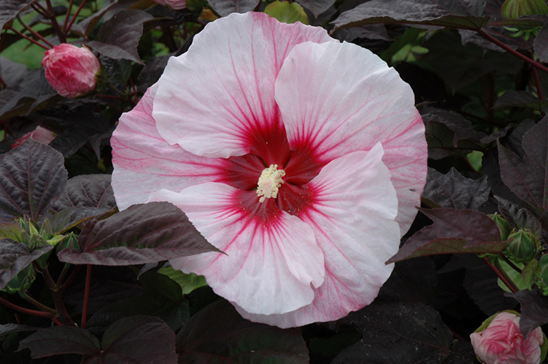 Summerific Perfect Storm Hibiscus (Hibiscus 'Perfect Storm') at Plants Unlimited