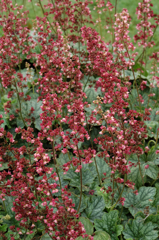 Berry Timeless Coral Bells (Heuchera 'Berry Timeless') at Plants Unlimited