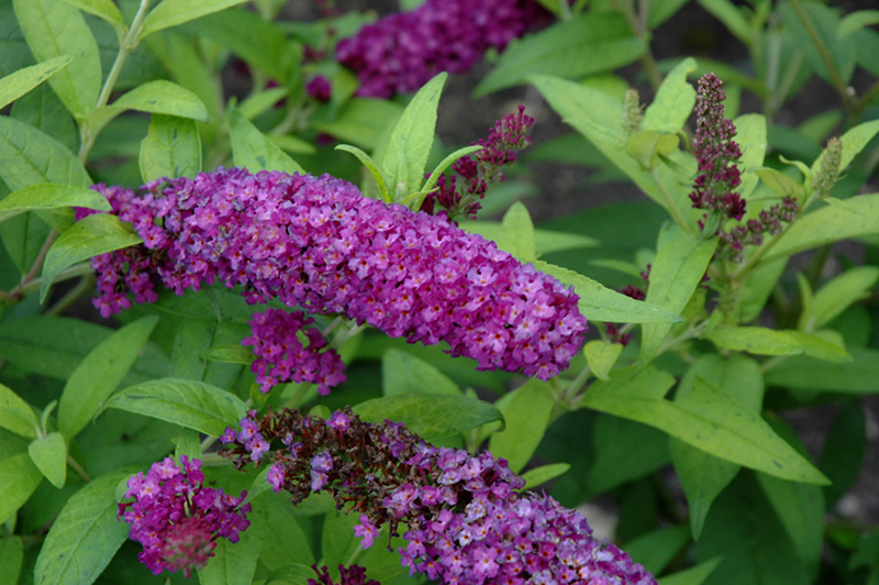 Monarch Crown Jewels Butterfly Bush (Buddleia 'Crown Jewels') at Plants Unlimited